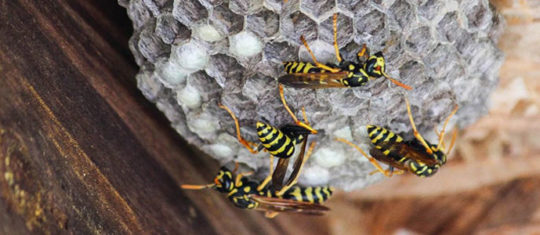 Destruction de nids de guêpes et de frelons