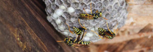 Destruction de nids de guêpes et de frelons